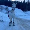 ellarhal